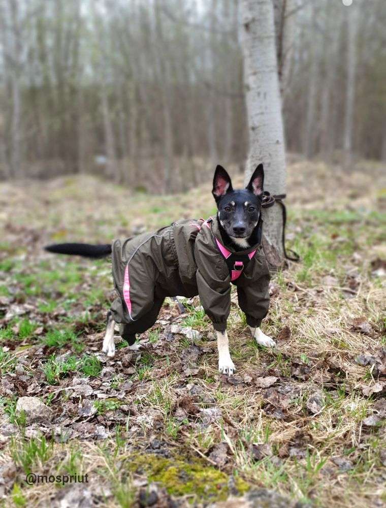 СОБАКА ЧАРА  из приюта Щербинка для бездомных животных, Москва и Московская область | mospriut