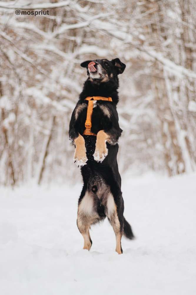 СОБАКА ЧИФ  из приюта Красная сосна для бездомных животных, Москва и Московская область | mospriut