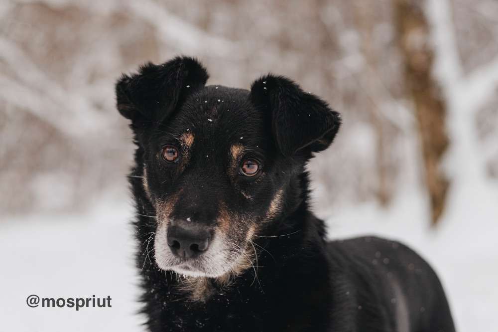 СОБАКА ЧИФ  из приюта Красная сосна для бездомных животных, Москва и Московская область | mospriut