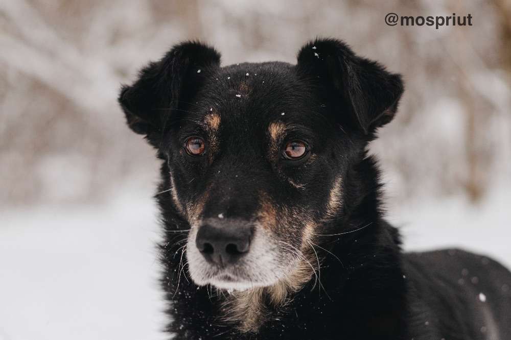 СОБАКА ЧИФ  из приюта Красная сосна для бездомных животных, Москва и Московская область | mospriut