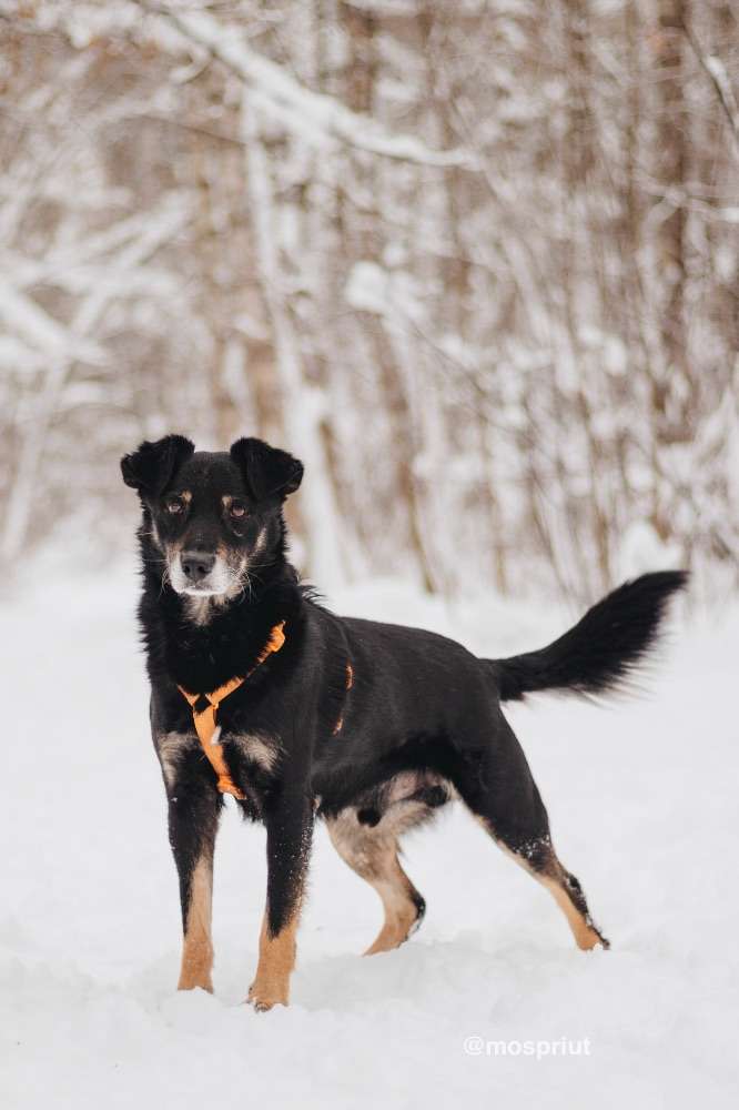 СОБАКА ЧИФ  из приюта Красная сосна для бездомных животных, Москва и Московская область | mospriut
