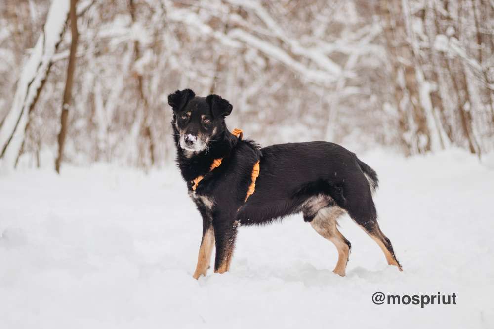 СОБАКА ЧИФ  из приюта Красная сосна для бездомных животных, Москва и Московская область | mospriut