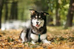 собака Берт из приюта ищет дом