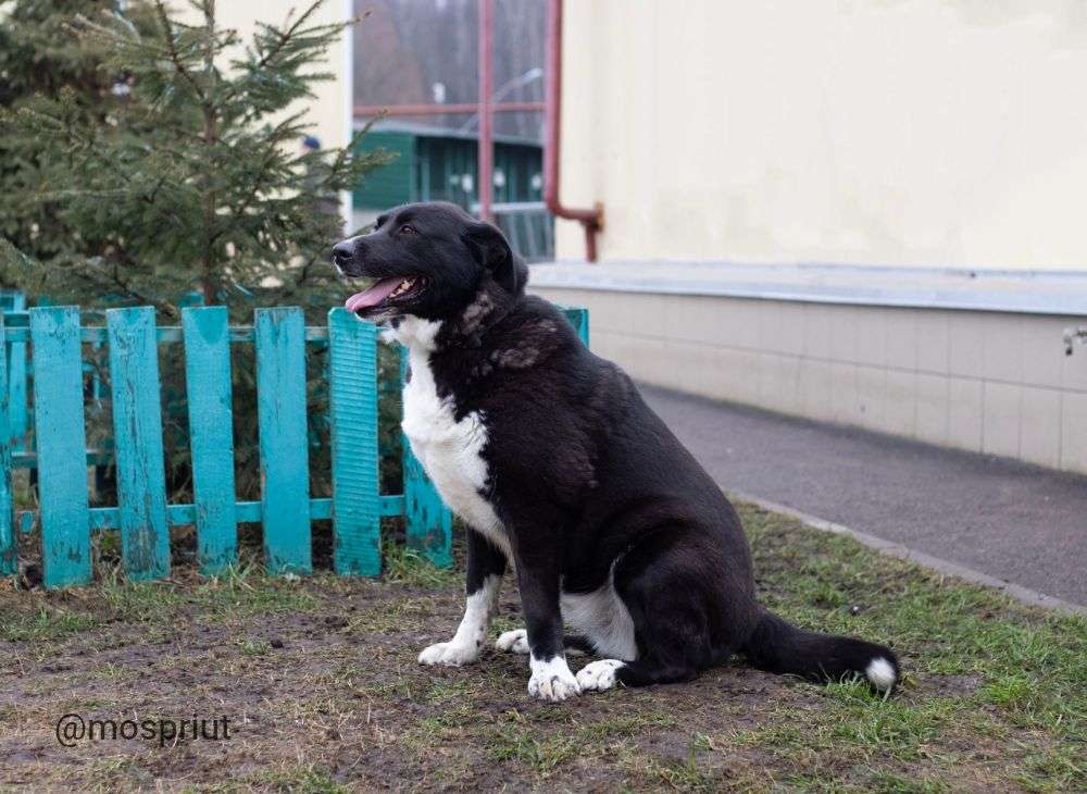 СОБАКА ЦАРИНА  из приюта Щербинка для бездомных животных, Москва и Московская область | mospriut