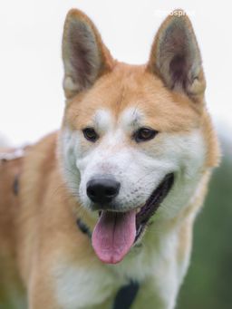 собака Коджи из приюта ищет дом