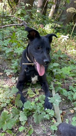 собака Марфа из приюта ищет дом