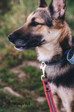 собака Айрин из приюта ищет дом