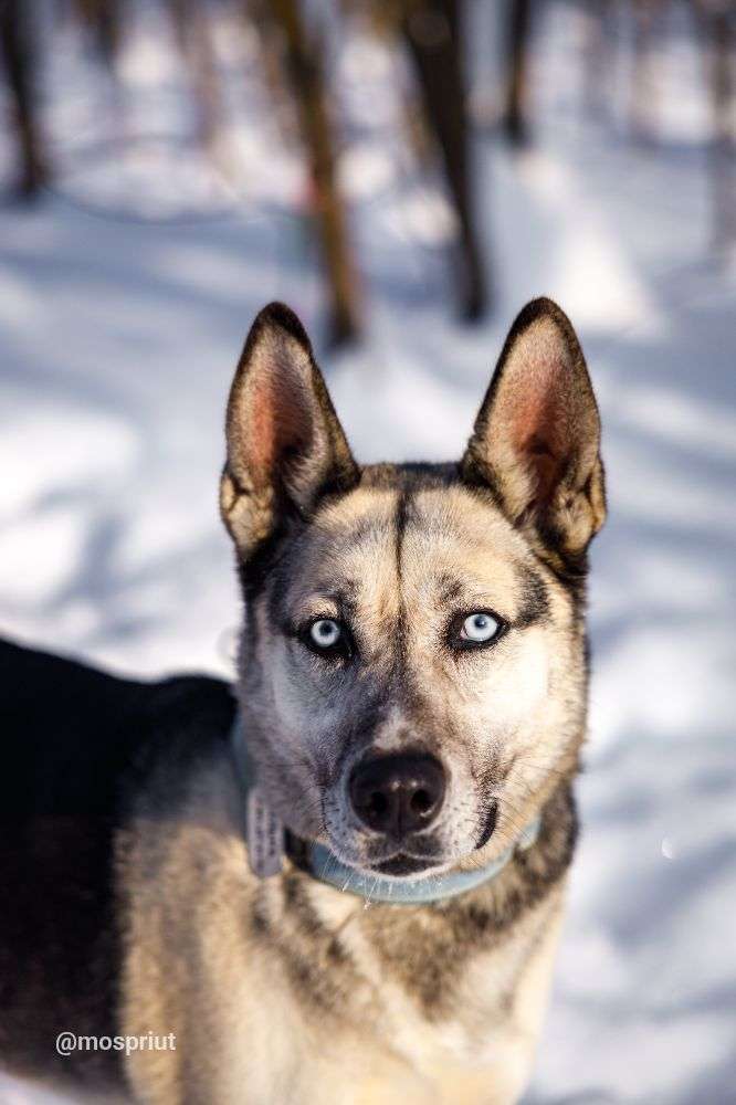 СОБАКА АЛЬМА  из приюта Щербинка для бездомных животных, Москва и Московская область | mospriut