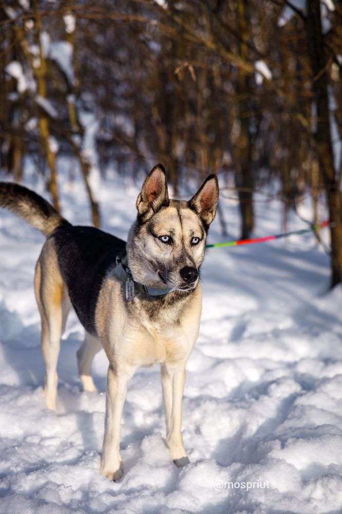 СОБАКА АЛЬМА  из приюта Щербинка для бездомных животных, Москва и Московская область | mospriut