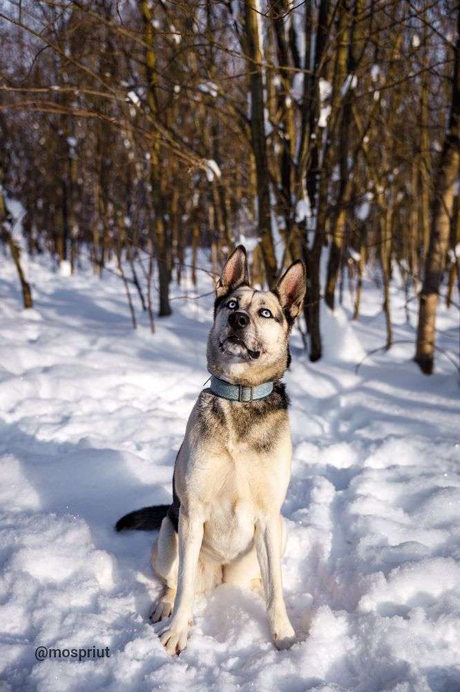 СОБАКА АЛЬМА  из приюта Щербинка для бездомных животных, Москва и Московская область | mospriut