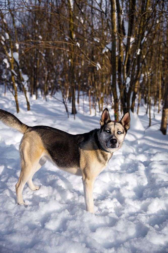 СОБАКА АЛЬМА  из приюта Щербинка для бездомных животных, Москва и Московская область | mospriut