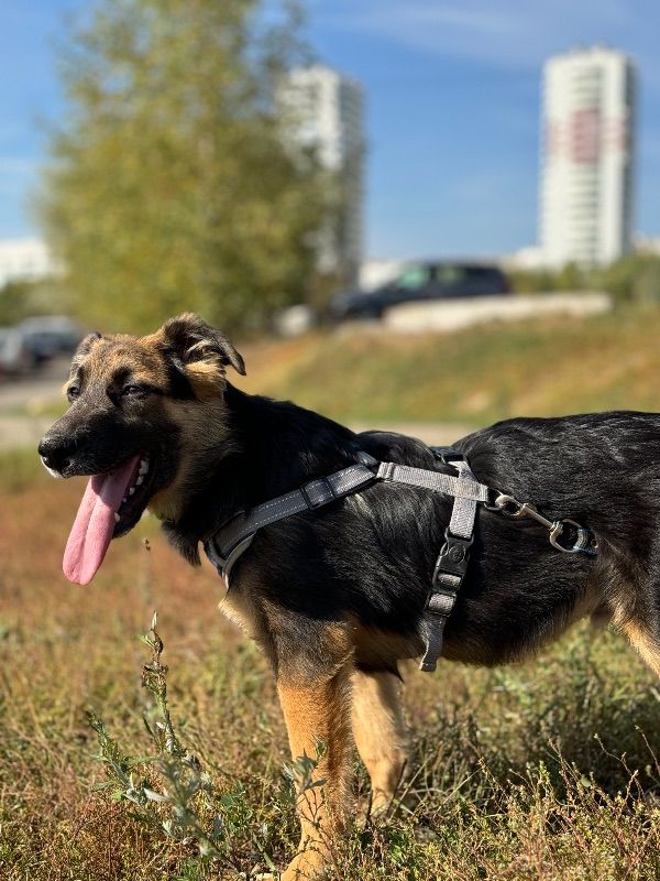 СОБАКА ВИЛЛИ   из приюта Щербинка для бездомных животных, Москва и Московская область | mospriut