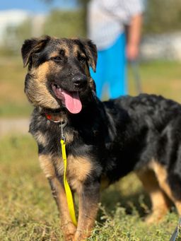 собака Вилли  из приюта ищет дом