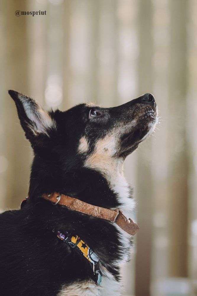 СОБАКА ТИРЛИ  из приюта Щербинка для бездомных животных, Москва и Московская область | mospriut