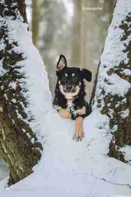 Приют для бездомных животных в Москве и Московской области | Взять собаку или кошку из приюта - mospriut