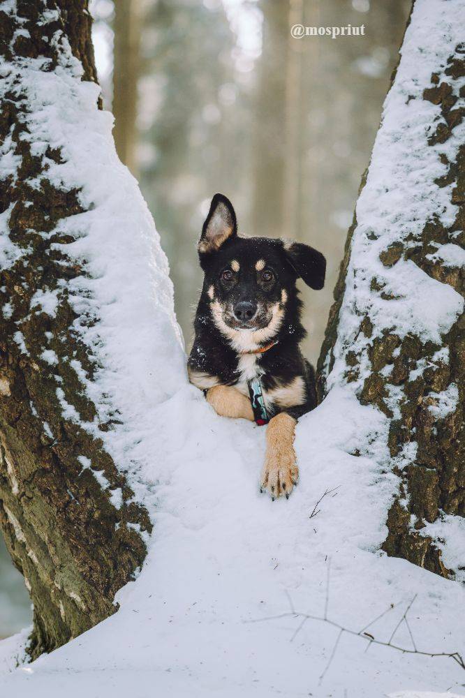 Тирли из приюта Москвы и области ищет дом