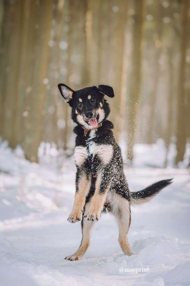 СОБАКА ТИРЛИ  из приюта Щербинка для бездомных животных, Москва и Московская область | mospriut