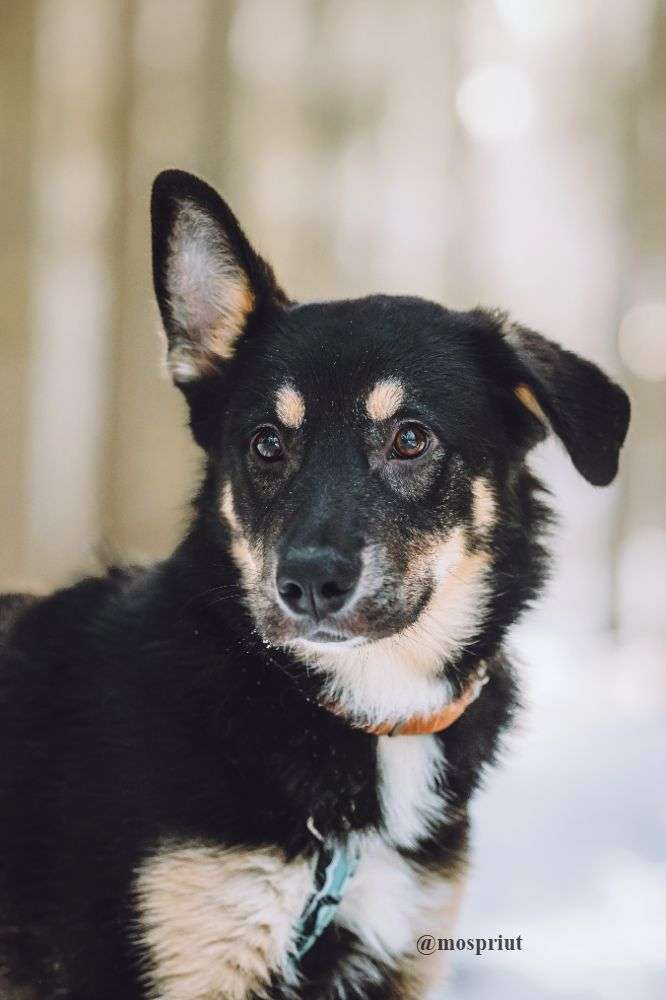 СОБАКА ТИРЛИ  из приюта Щербинка для бездомных животных, Москва и Московская область | mospriut
