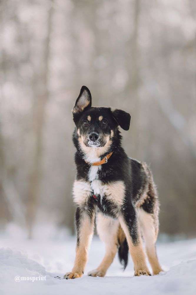 СОБАКА ТИРЛИ  из приюта Щербинка для бездомных животных, Москва и Московская область | mospriut