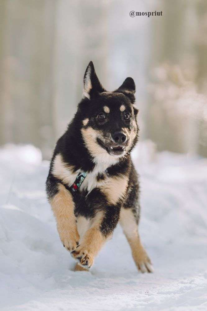 СОБАКА ТИРЛИ  из приюта Щербинка для бездомных животных, Москва и Московская область | mospriut