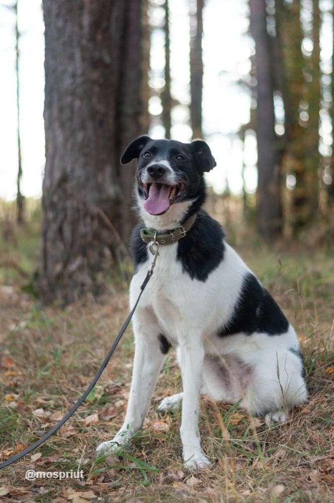 СОБАКА КЛЭР  из приюта Ногинский для бездомных животных, Москва и Московская область | mospriut