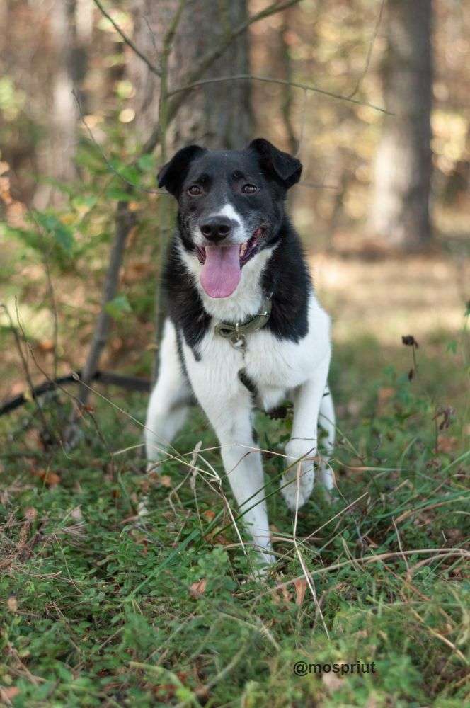 СОБАКА КЛЭР  из приюта Ногинский для бездомных животных, Москва и Московская область | mospriut