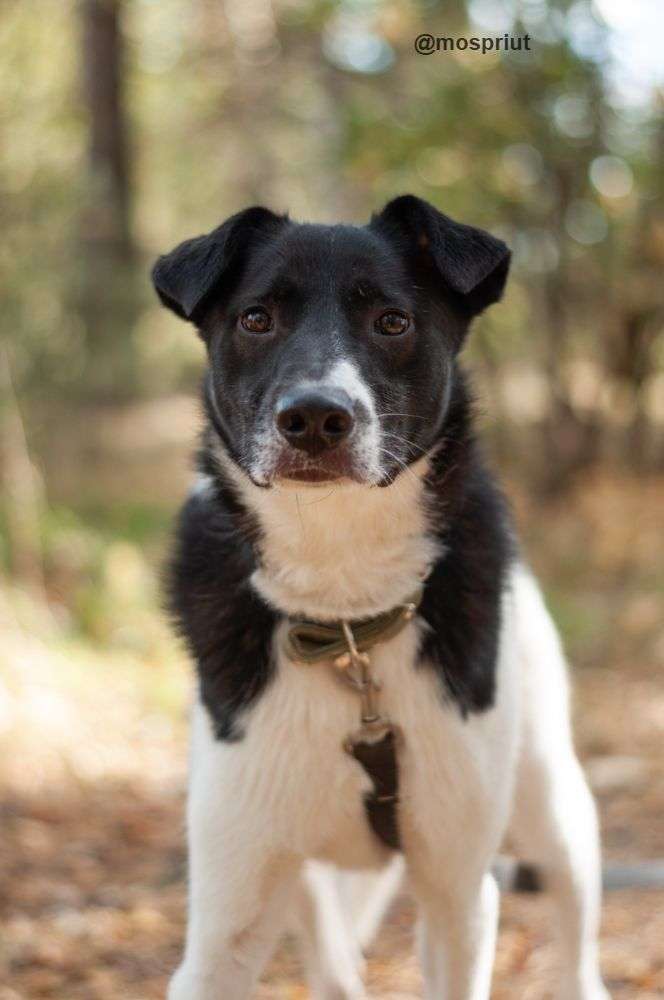 СОБАКА КЛЭР  из приюта Ногинский для бездомных животных, Москва и Московская область | mospriut