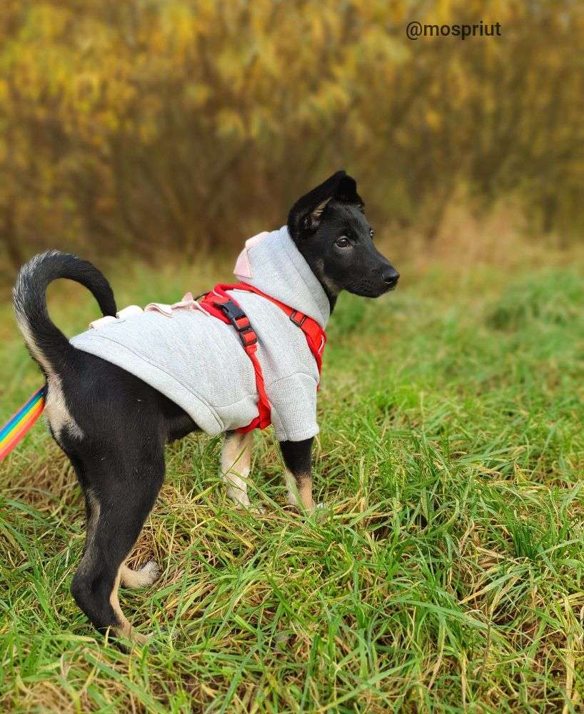 СОБАКА ОДРИ из приюта Щербинка для бездомных животных, Москва и Московская область | mospriut