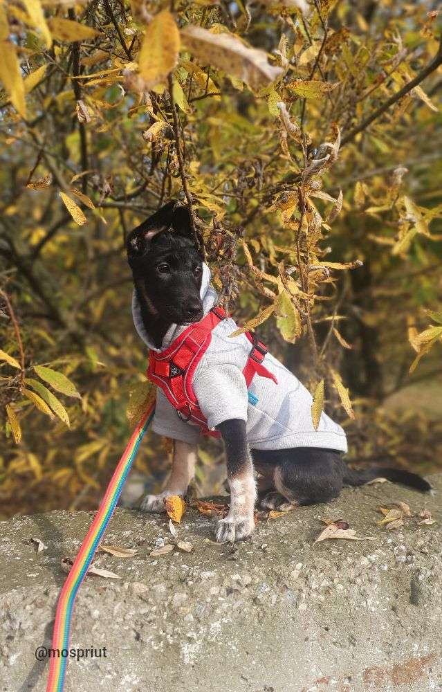 СОБАКА ОДРИ из приюта Щербинка для бездомных животных, Москва и Московская область | mospriut