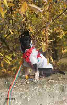 Приют для бездомных животных в Москве и Московской области | Взять собаку или кошку из приюта - mospriut