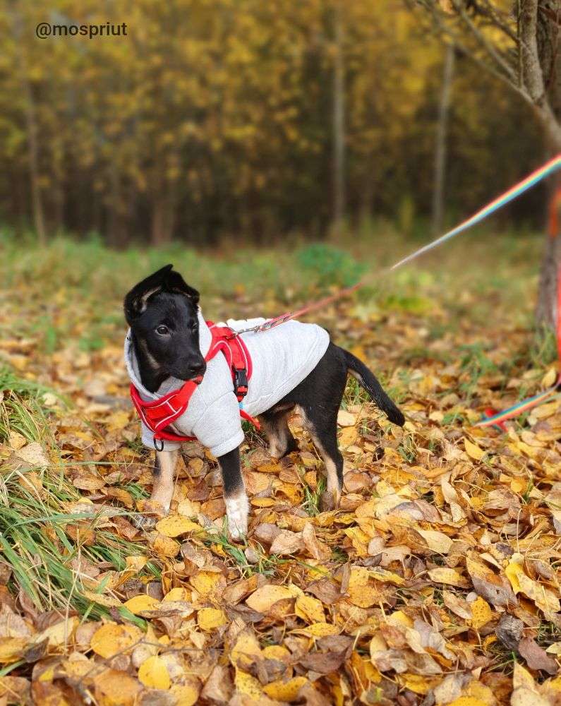 СОБАКА ОДРИ из приюта Щербинка для бездомных животных, Москва и Московская область | mospriut