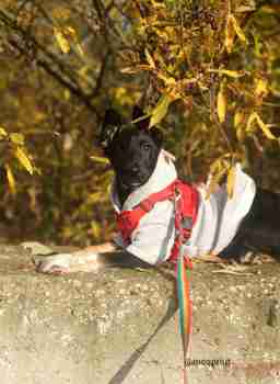 Приют для бездомных животных в Москве и Московской области | Взять собаку или кошку из приюта - mospriut