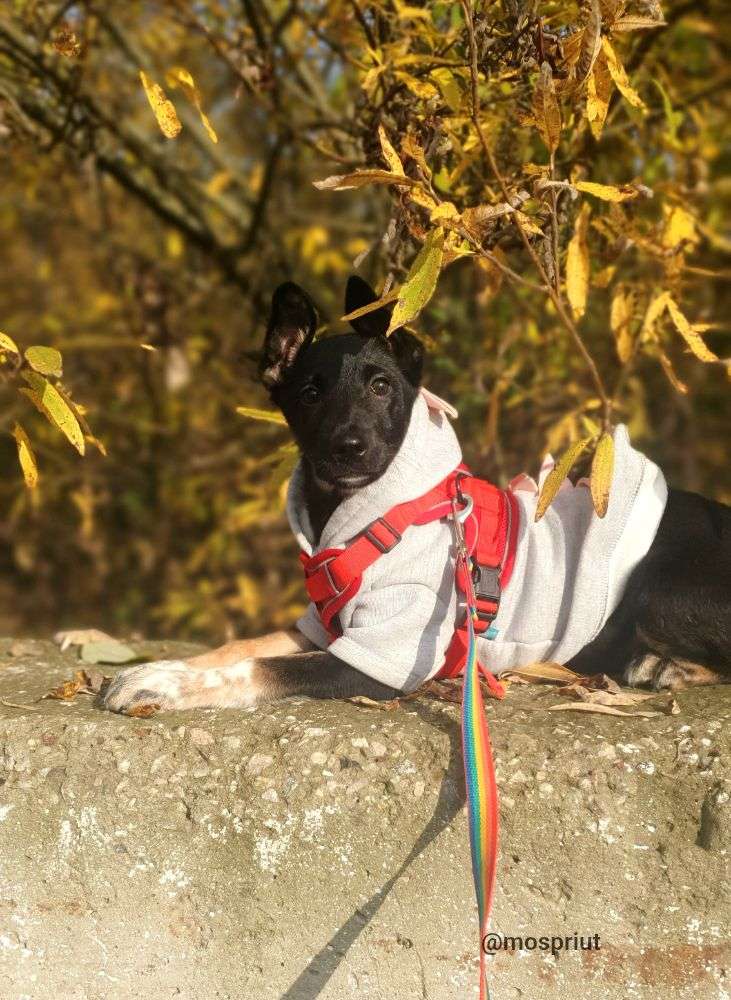 СОБАКА ОДРИ из приюта Щербинка для бездомных животных, Москва и Московская область | mospriut