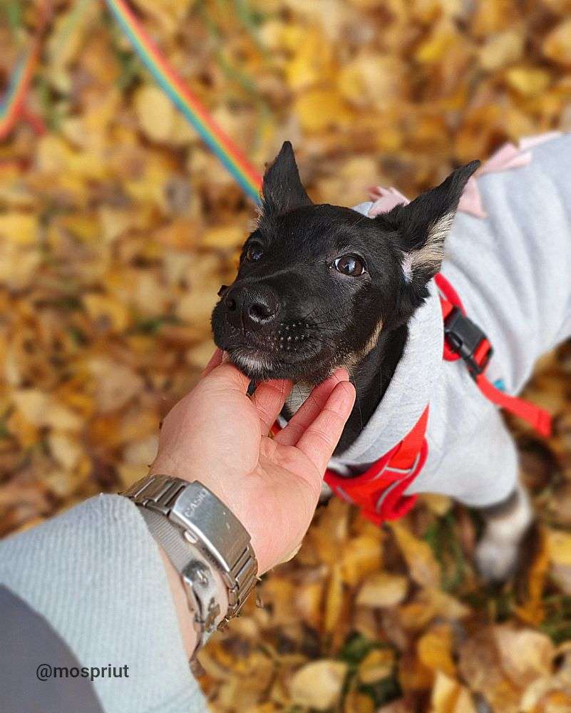 СОБАКА ОДРИ из приюта Щербинка для бездомных животных, Москва и Московская область | mospriut