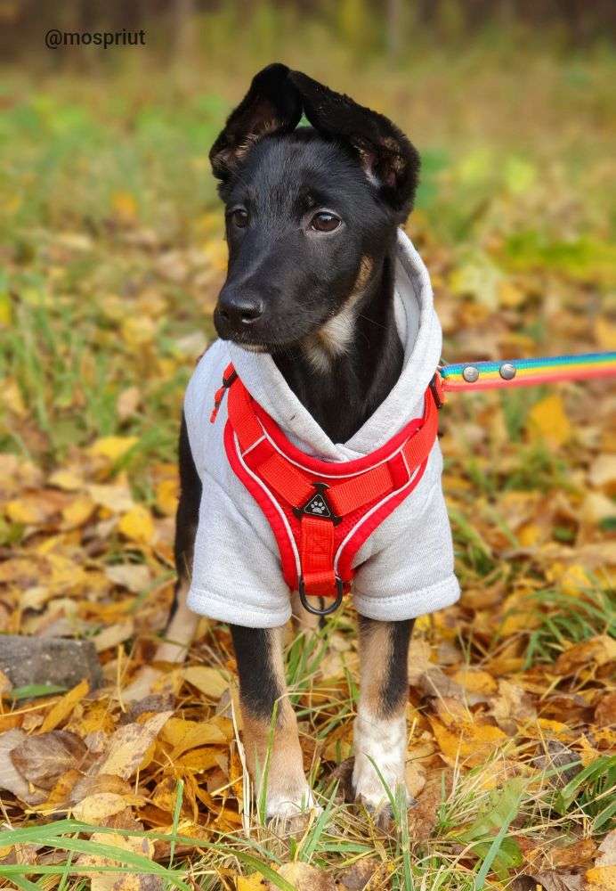 СОБАКА ОДРИ из приюта Щербинка для бездомных животных, Москва и Московская область | mospriut