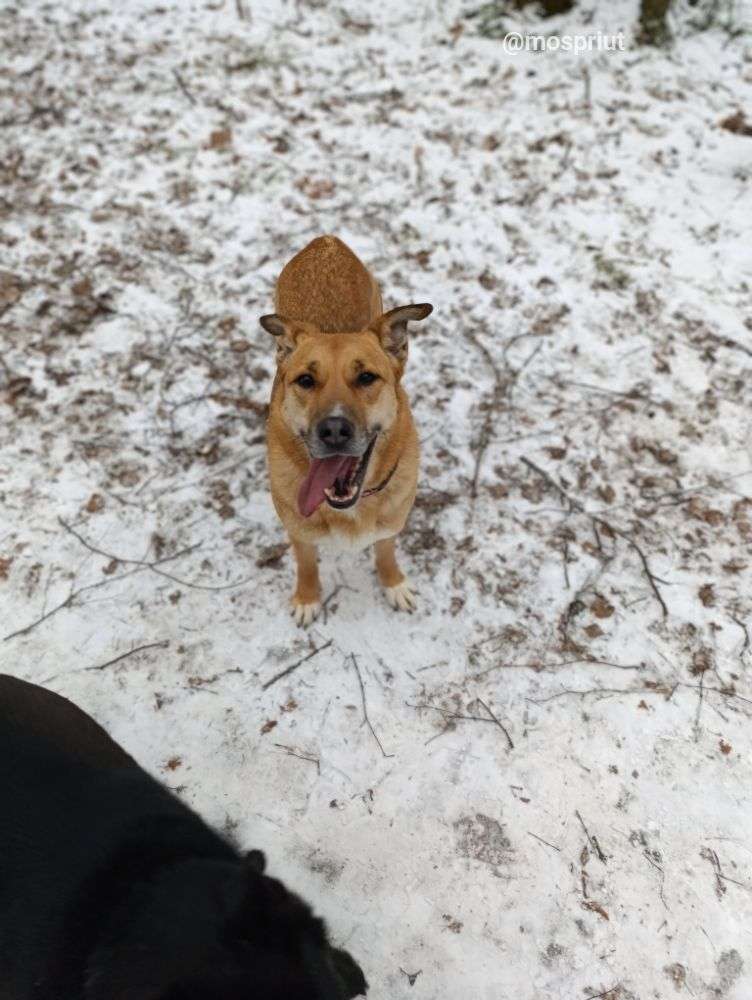 СОБАКА ТУТТИ  из приюта Щербинка для бездомных животных, Москва и Московская область | mospriut