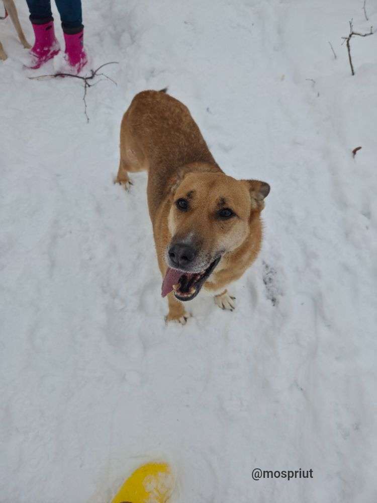 СОБАКА ТУТТИ  из приюта Щербинка для бездомных животных, Москва и Московская область | mospriut