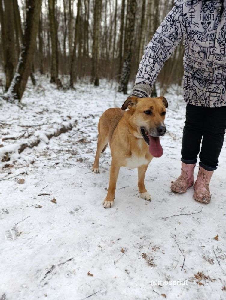 СОБАКА ТУТТИ  из приюта Щербинка для бездомных животных, Москва и Московская область | mospriut