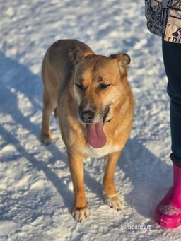 собака Тутти из приюта ищет дом