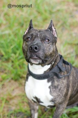 собака Луна из приюта ищет дом