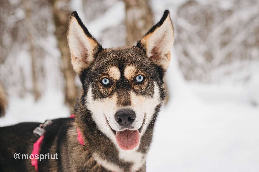 СОБАКА НИКЕЛЬ  из приюта Красная сосна для бездомных животных, Москва и Московская область | mospriut