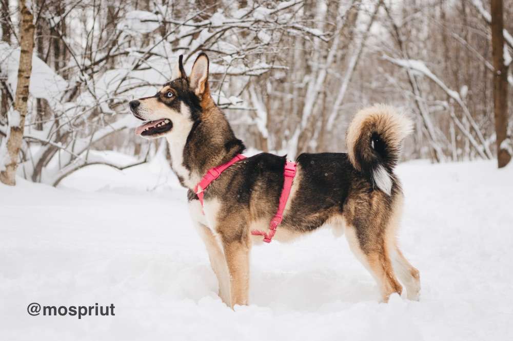 СОБАКА НИКЕЛЬ  из приюта Красная сосна для бездомных животных, Москва и Московская область | mospriut