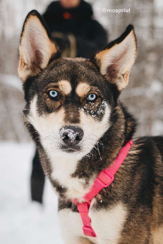 СОБАКА НИКЕЛЬ  из приюта Красная сосна для бездомных животных, Москва и Московская область | mospriut