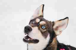 Приют для бездомных животных в Москве и Московской области | Взять собаку или кошку из приюта - mospriut