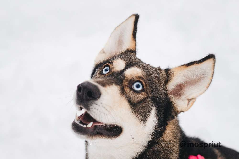 СОБАКА НИКЕЛЬ  из приюта Красная сосна для бездомных животных, Москва и Московская область | mospriut