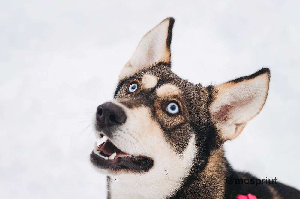 собака Никель  приюта для бездомных животных