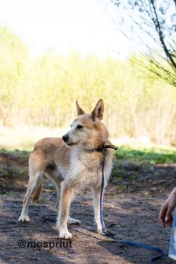 собака Яша из приюта ищет дом