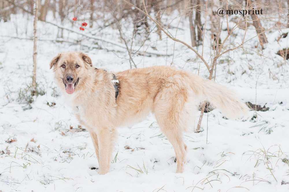 СОБАКА САЙМОН  из приюта Красная сосна для бездомных животных, Москва и Московская область | mospriut