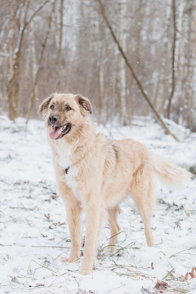 СОБАКА САЙМОН  из приюта Красная сосна для бездомных животных, Москва и Московская область | mospriut