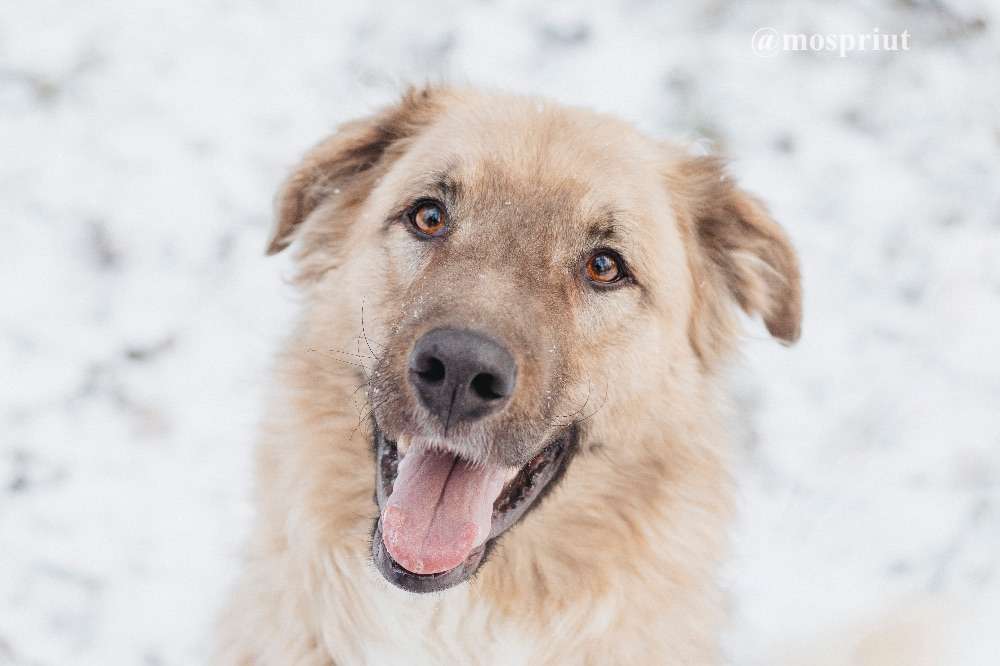 СОБАКА САЙМОН  из приюта Красная сосна для бездомных животных, Москва и Московская область | mospriut